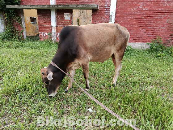 দেশি ষাড় গরু